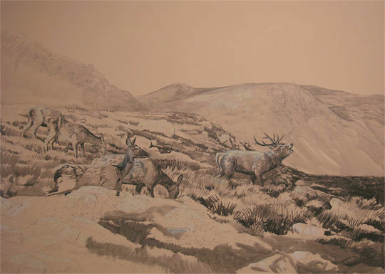 Red Deer Stag and Hinds in Glen Lyon